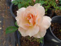 Rebecca Susan rose photo