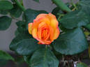 Redova™ rose photo