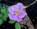 Ripples rose photo