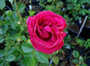 Rock Star rose photo