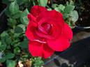 Roulette rose photo