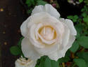 Royal Copenhagen rose photo