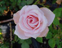 Royal Highness rose photo