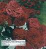 Ruth Leuwerick rose photo