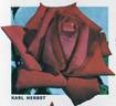 Karl Herbst rose photo