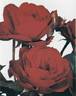 Pussta rose photo