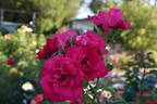 World's Fair rose photo