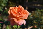Marmalade rose photo