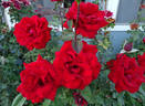 Sacred Heart rose photo