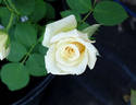 Sahara de Meilland rose photo