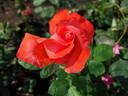 Sanka rose photo