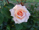 Scent-Sation rose photo