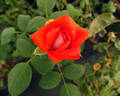 Scherzo ® rose photo