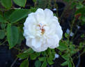 Sebastian Kneipp ™ rose photo