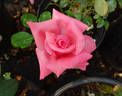 Shannon ® rose photo