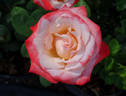 Sheer Magic ™ rose photo