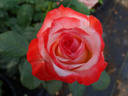 Sheer Magic ™ rose photo
