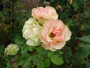 Sheila MacQueen rose photo
