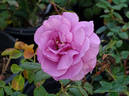 Shocking Blue ® rose photo