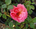Shot Silk rose photo