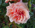 Singin' in the Rain rose photo