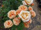 Singin' in the Rain rose photo