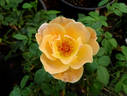 Sixteen Candles rose photo