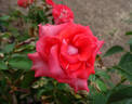 Smokin' Hot rose photo