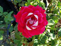 Snowfire rose photo