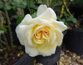 Something Special rose photo