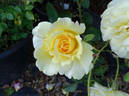 Southern Belle rose photo