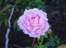 Souvenir de Madame Léonie Viennot rose photo
