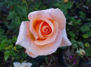 Special Occasion rose photo