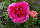 Spring Break rose photo