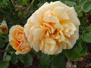St. Tropez rose photo