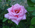 Steppin' Out rose photo