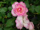 Strawberry Ice rose photo