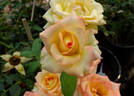 Sunny Sundays rose photo