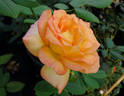 Sunny Sundays rose photo