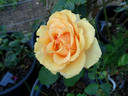 Sunstruck ™ rose photo