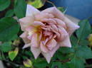 Suntan Beauty ™ rose photo
