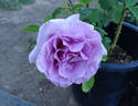 Sweetness ™ rose photo