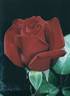 Antonia Ridge ® rose photo