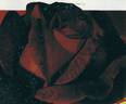 Le Rouge et le Noir rose photo