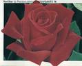 Red Star rose photo