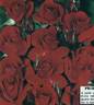 Pussta rose photo
