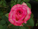 Tabatha rose photo