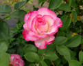 Tabris rose photo
