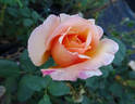 Tahitian Sunset ™ rose photo
