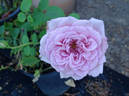 Taischa rose photo